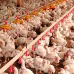 170103-exportacao-frango